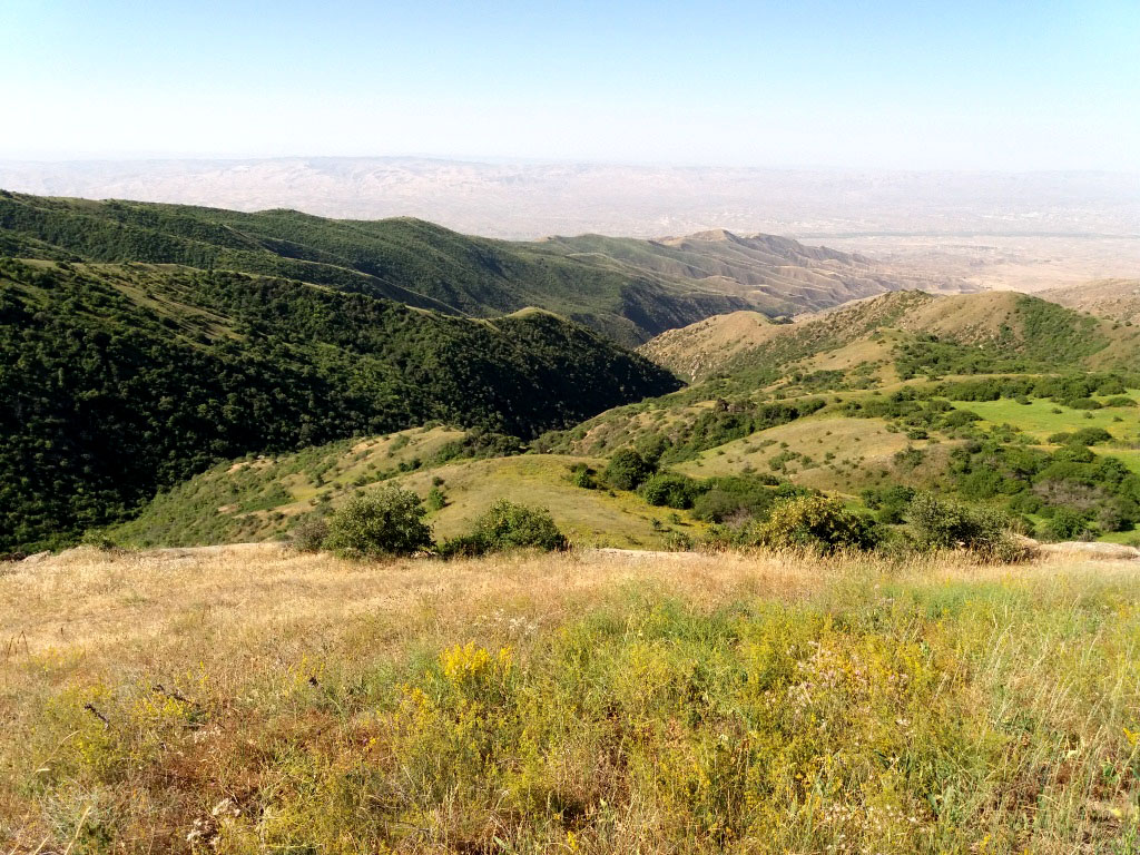 Türkmenistanyň tebigy we emeli tokaýlarynyň hasabaty geçirildi