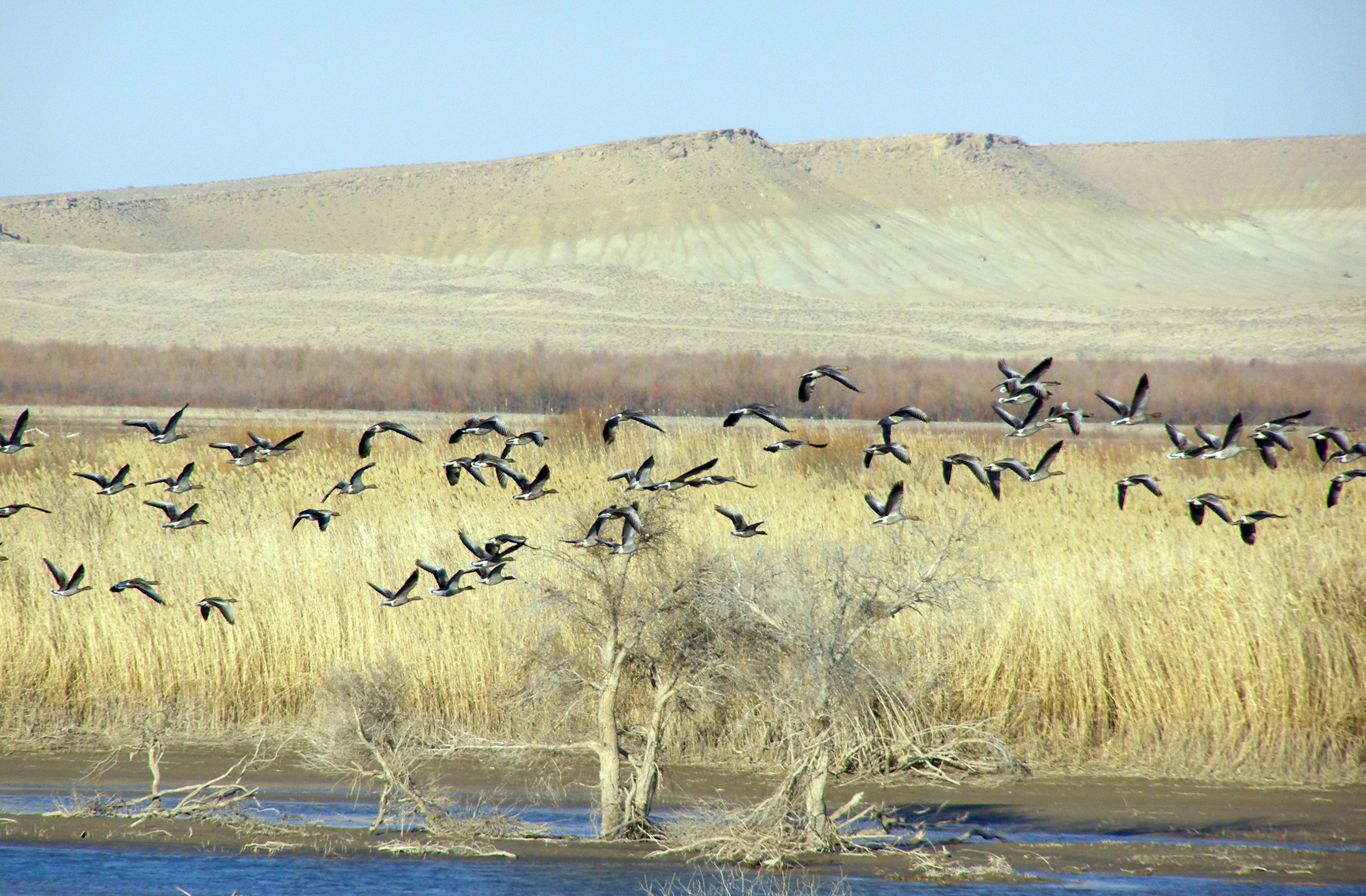 Awareness-raising events on occasion of the International Bird Day