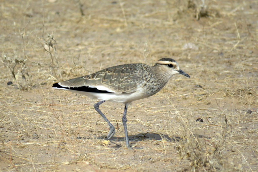 Awareness-raising events on occasion of the International Bird Day