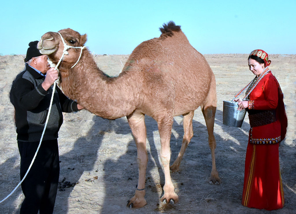 Camel milk and gained from it sour-milk products have a dozens of useful properties