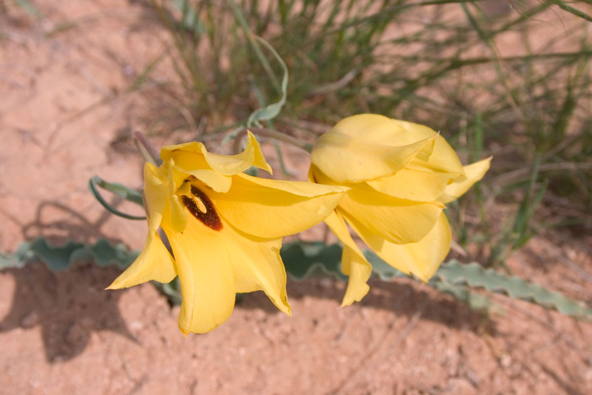 The Turkmen flora counts 16 rare species of tulips