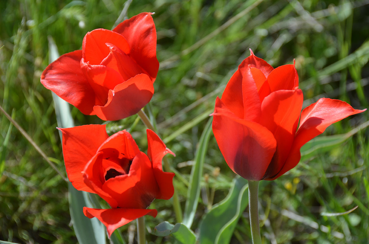 The Turkmen flora counts 16 rare species of tulips