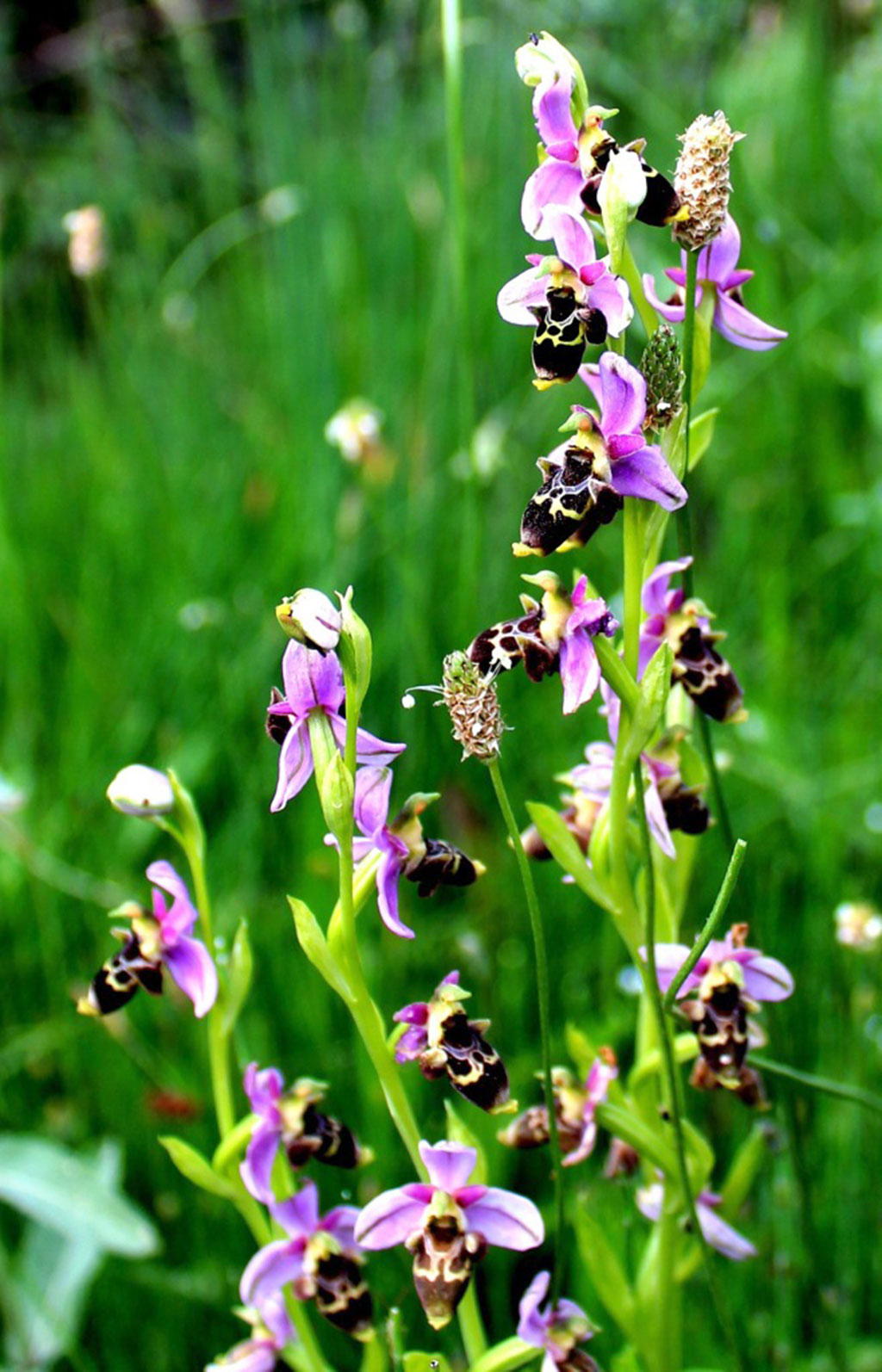 Unique species of Turkmen flora – wild orchids, turn into blossom in the mountains