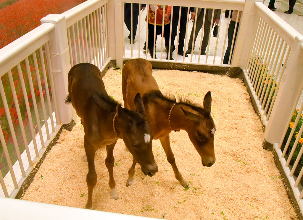 International Exhibition Fair of Turkmen horse reflects all directions of equestrian industry