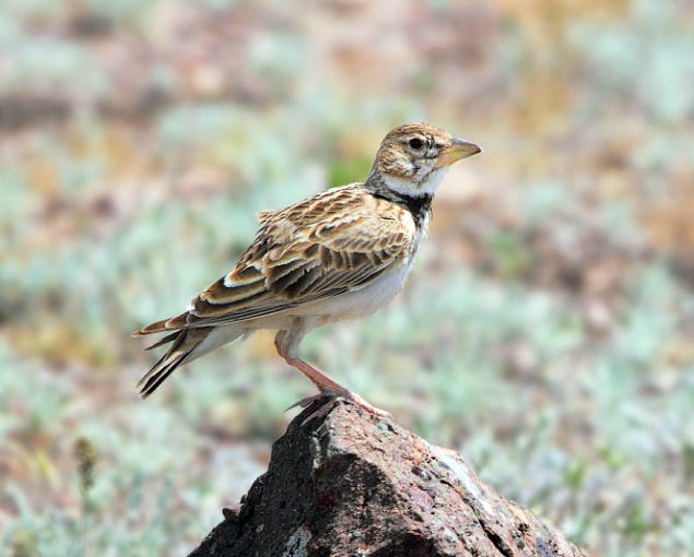 More than 110 species of birds nest in Turkmen Caspian