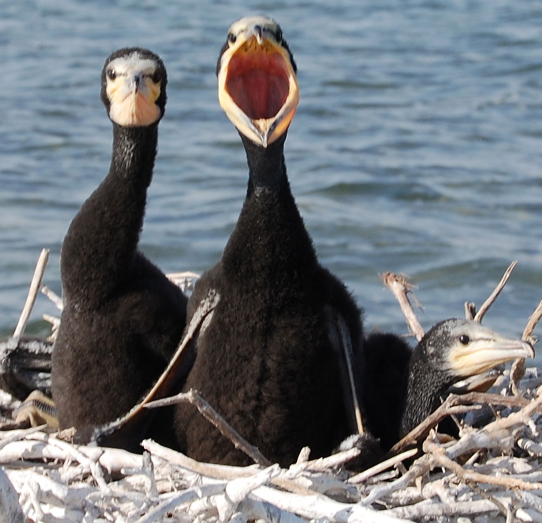 More than 110 species of birds nest in Turkmen Caspian