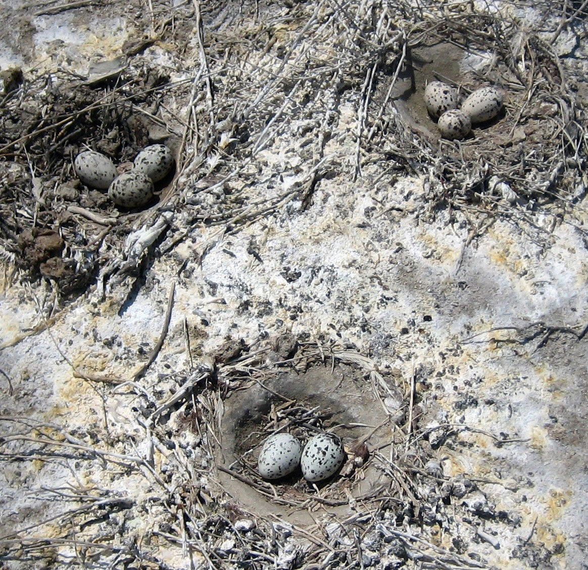 More than 110 species of birds nest in Turkmen Caspian