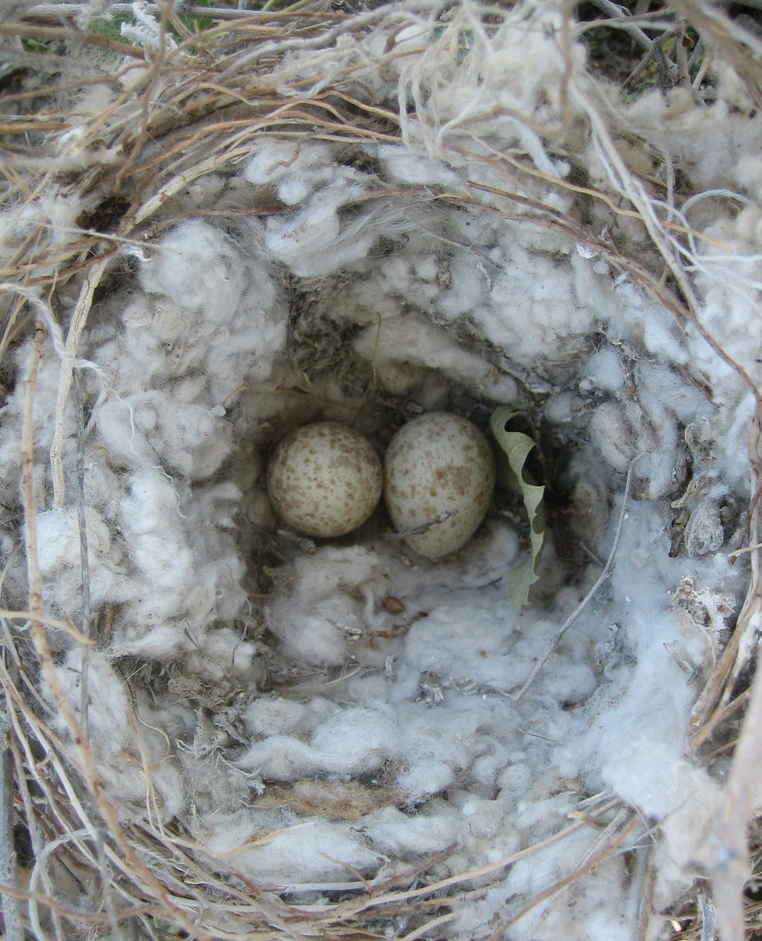 More than 110 species of birds nest in Turkmen Caspian