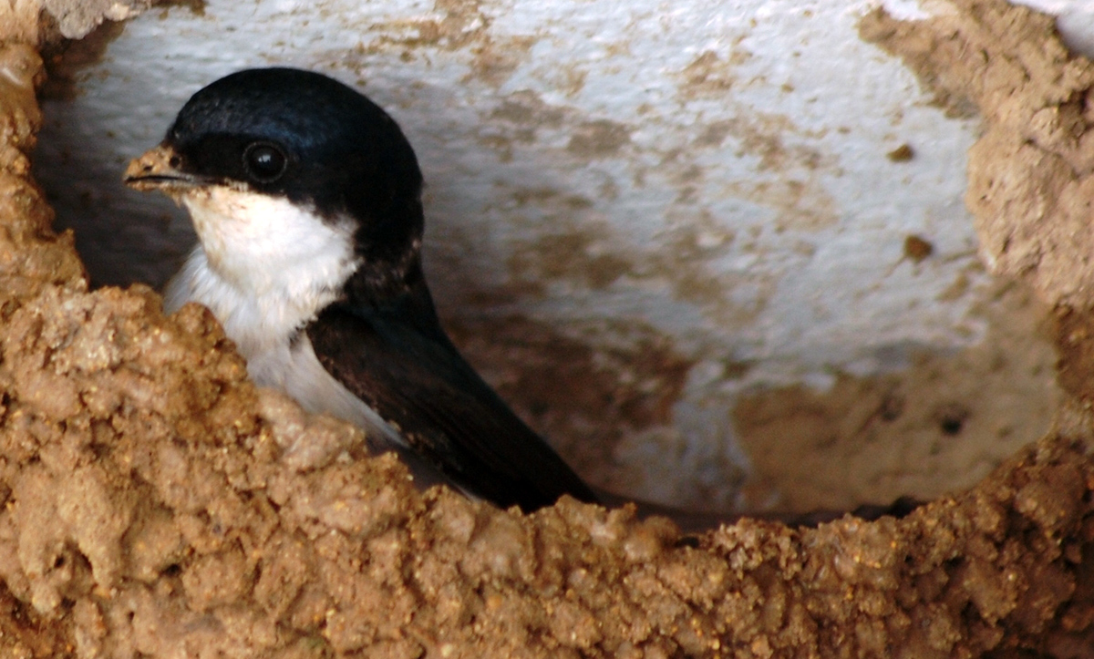 More than 110 species of birds nest in Turkmen Caspian