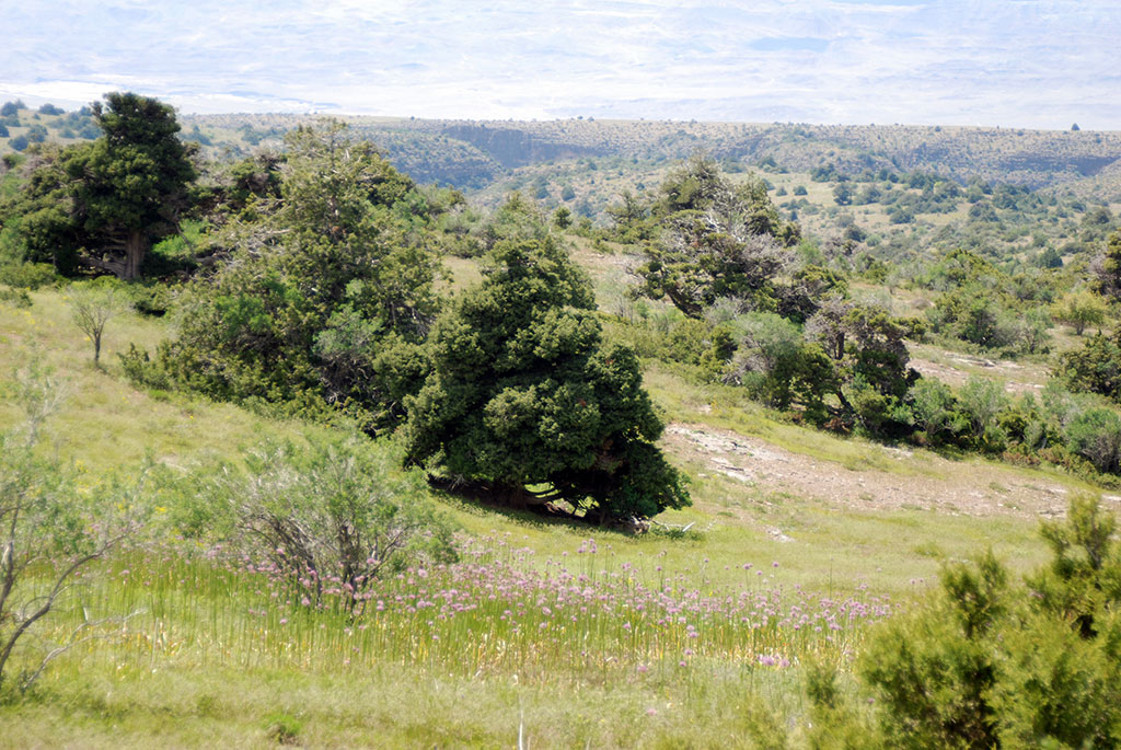 Juniper and almond are floristic wealth of Koytendag