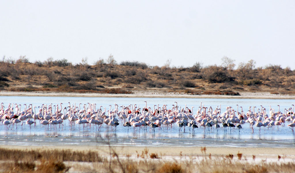 Preservation of the unique Turkmen nature is the guarantee of a sustainable future