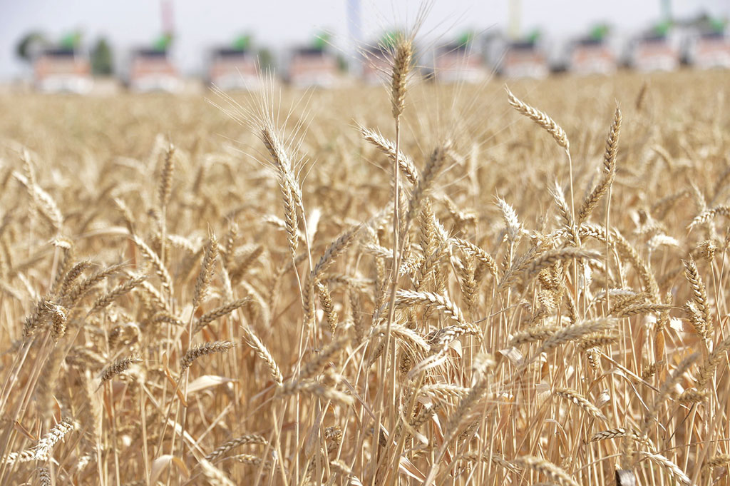 Farmers of Akhal, Lebap and Mary velayats start mowing season 