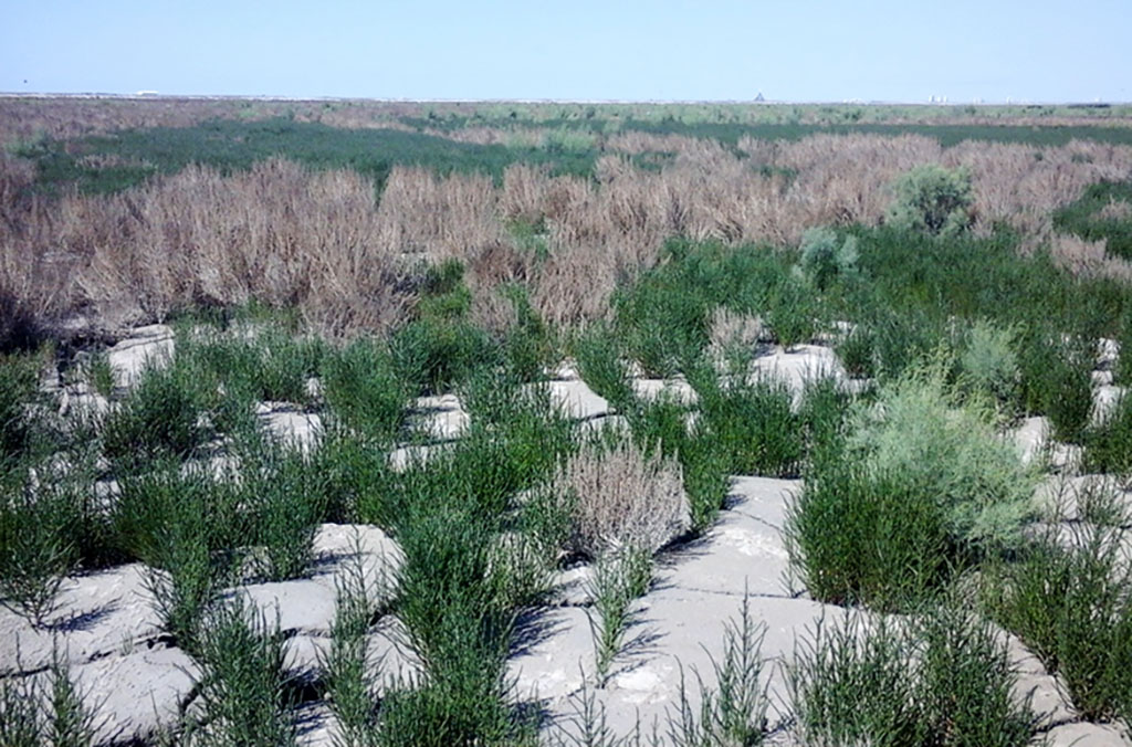 Scientists conducts monitoring of the flora of man-made islands in the Turkmen sector of the Caspian Sea