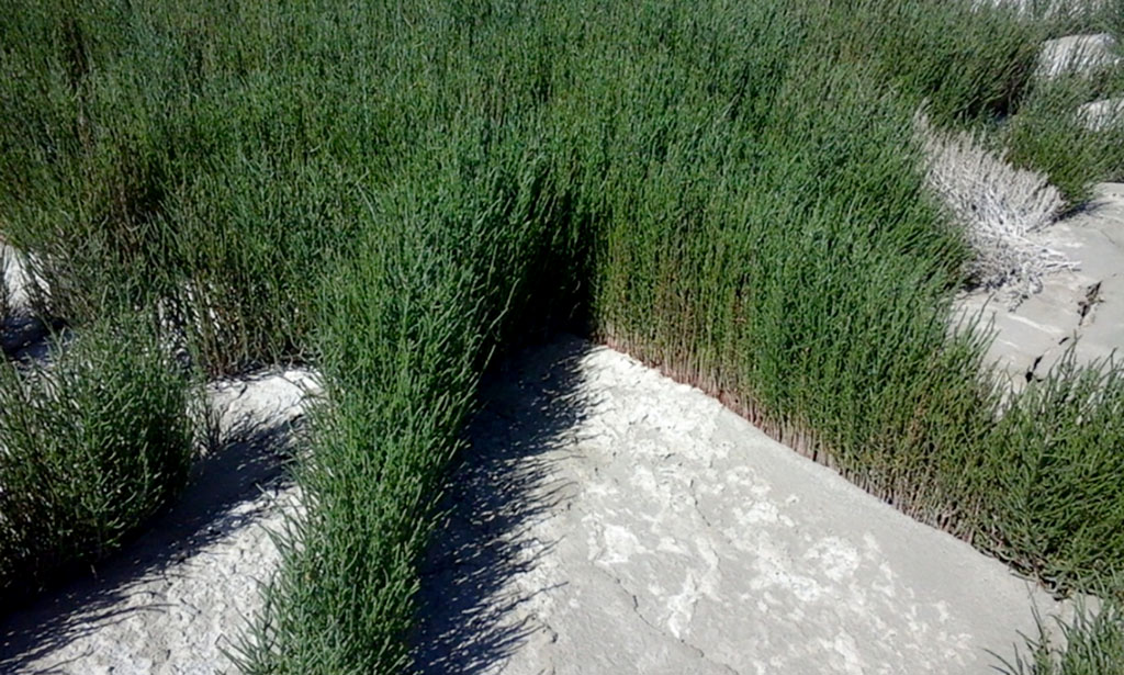 Scientists conducts monitoring of the flora of man-made islands in the Turkmen sector of the Caspian Sea