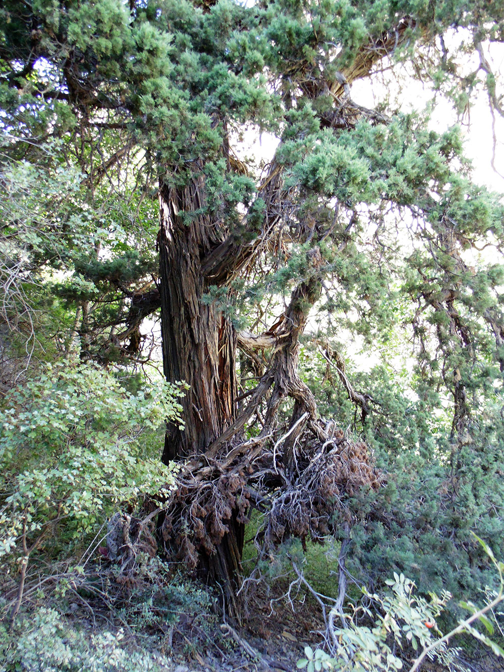 Mountain range of the Kopetdag is one of natural atractions of the country