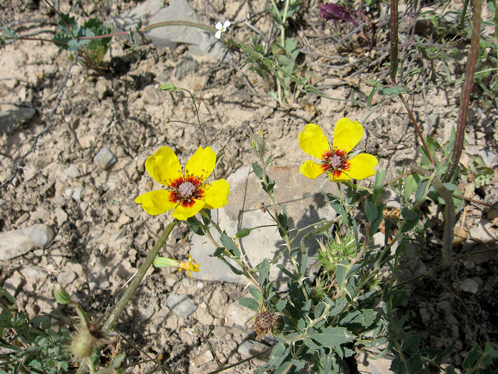 The Balkhans: Unique Collection of island flora