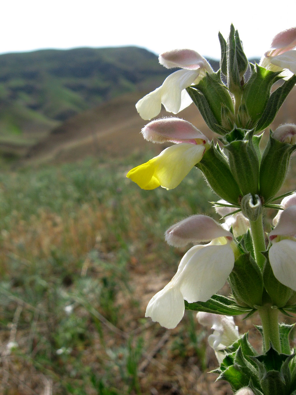 The Balkhans: Unique Collection of island flora