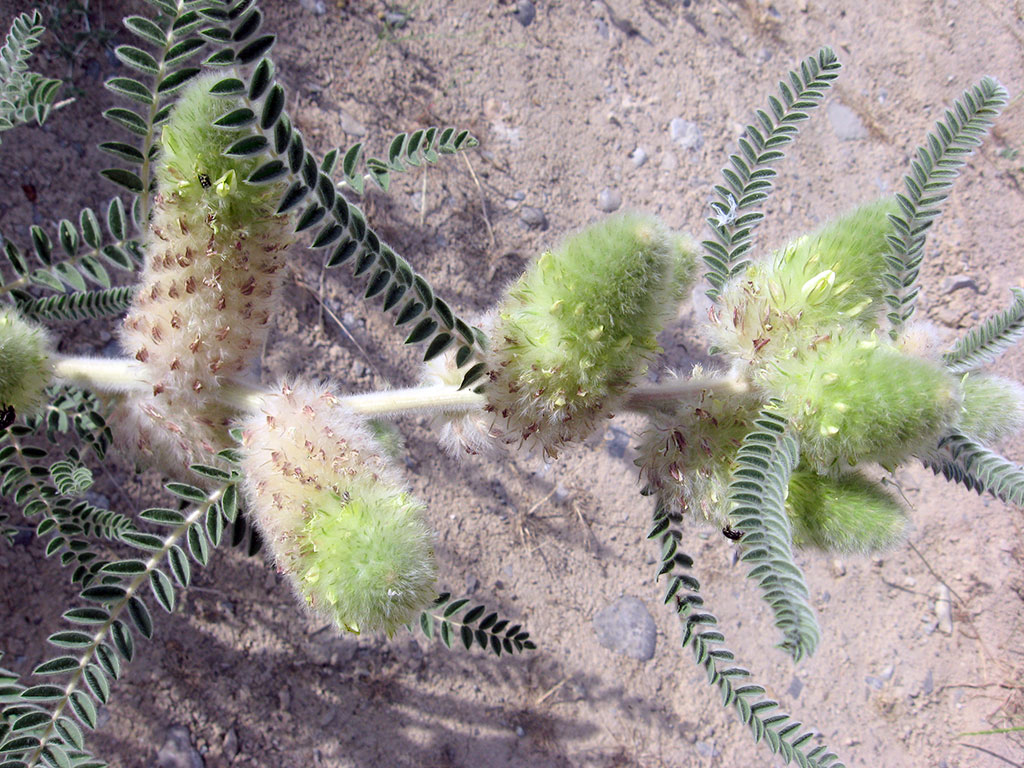 The Balkhans: Unique Collection of island flora