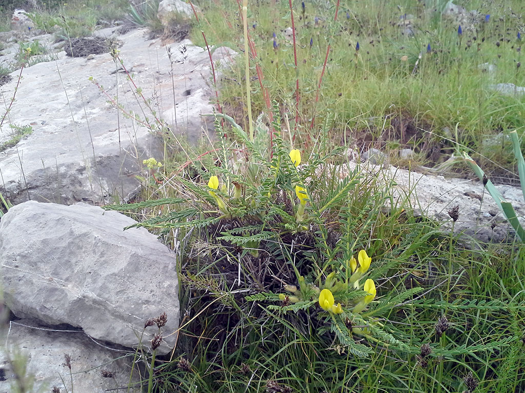 The Balkhans: Unique Collection of island flora