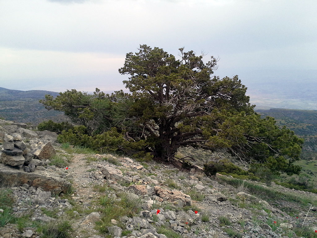 Uly Balkanyň özboluşly  ösümlikler dünýäsi