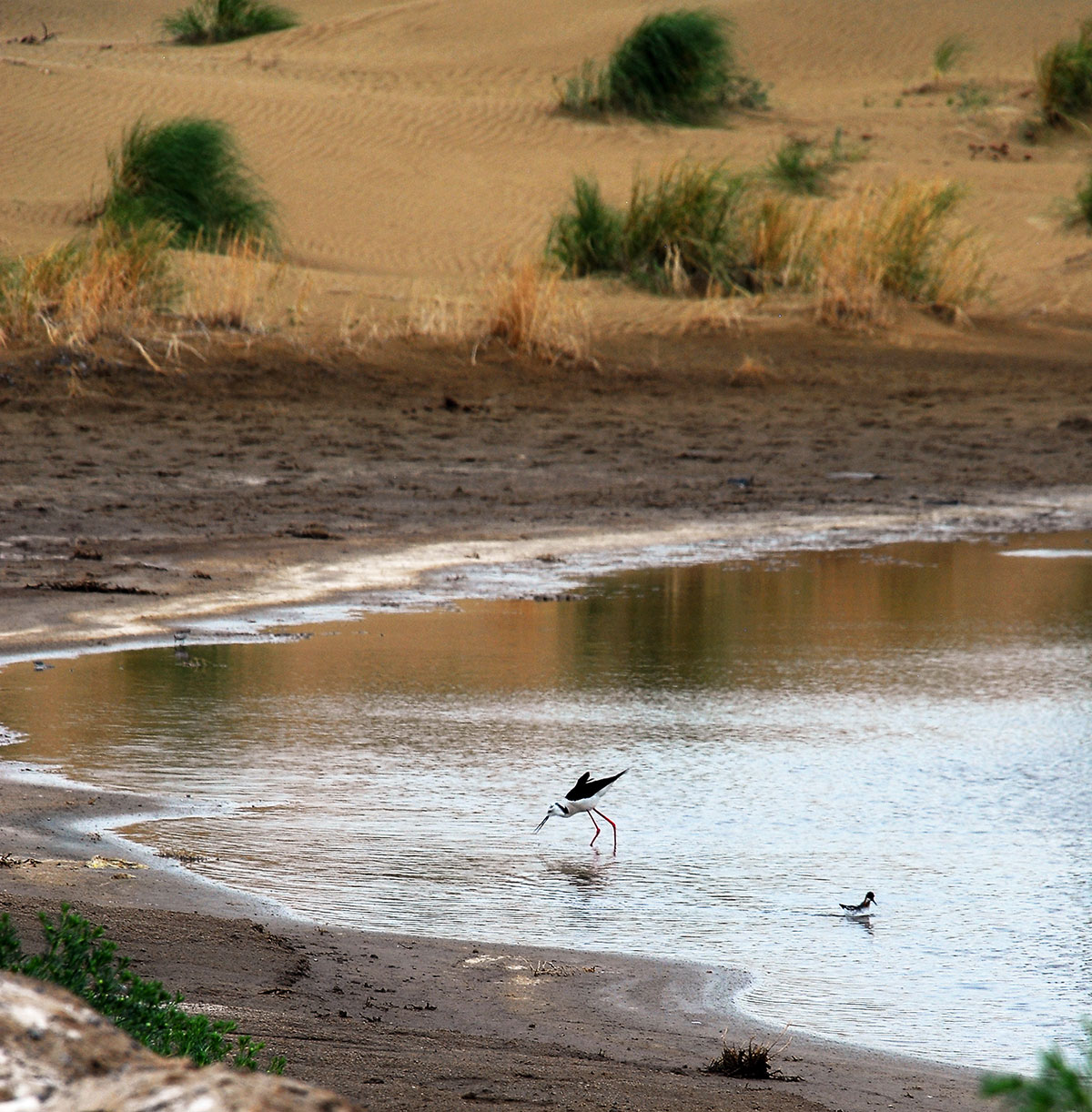 Karakum Desert: Unique biosystem and natural attraction 