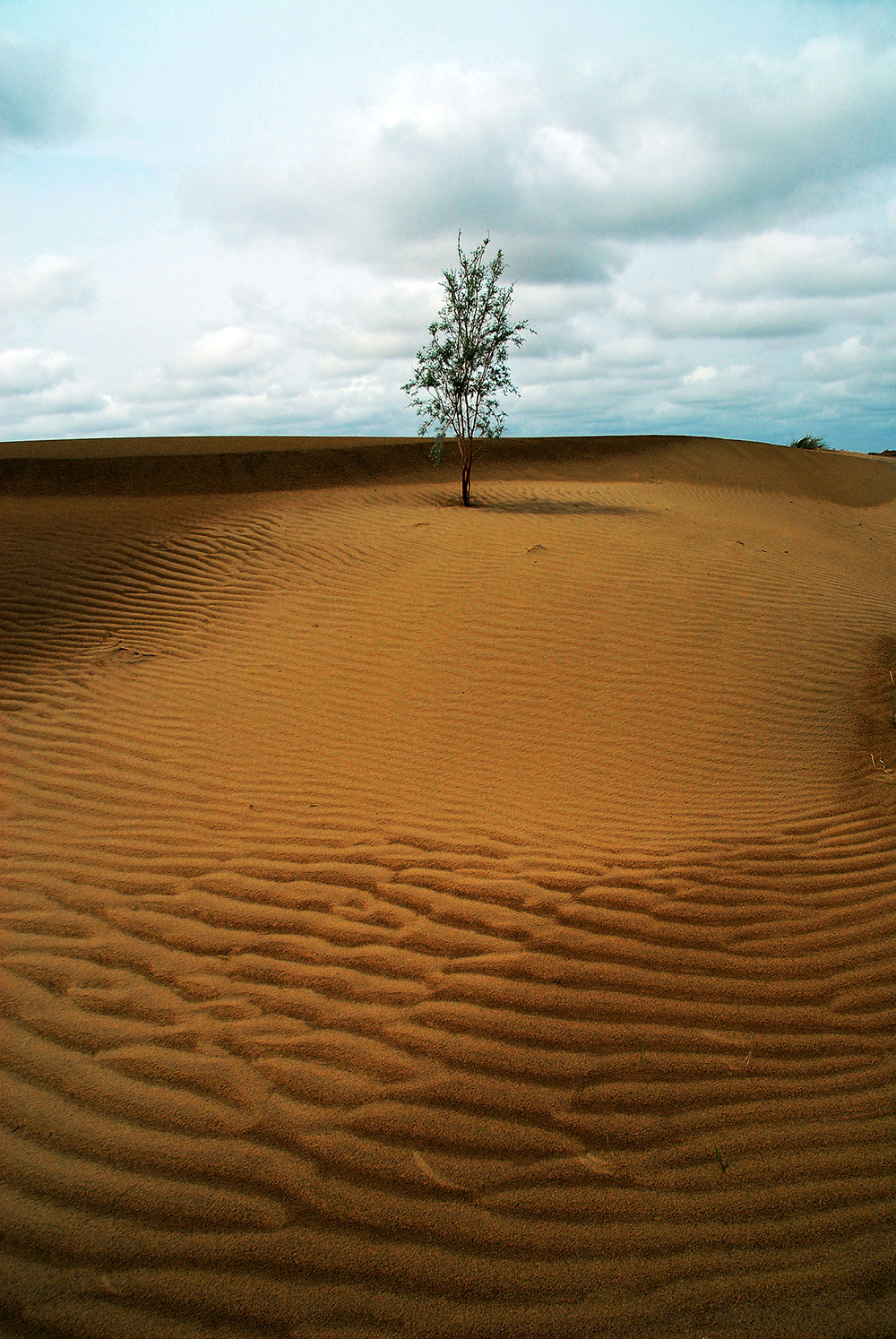 Karakum Desert: Unique biosystem and natural attraction 