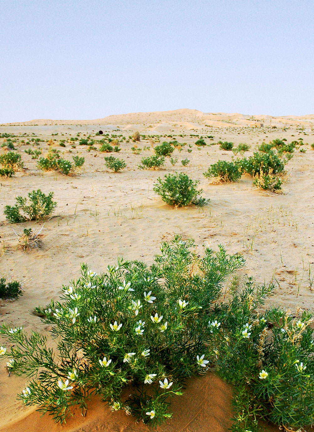 Karakum Desert: Unique biosystem and natural attraction 