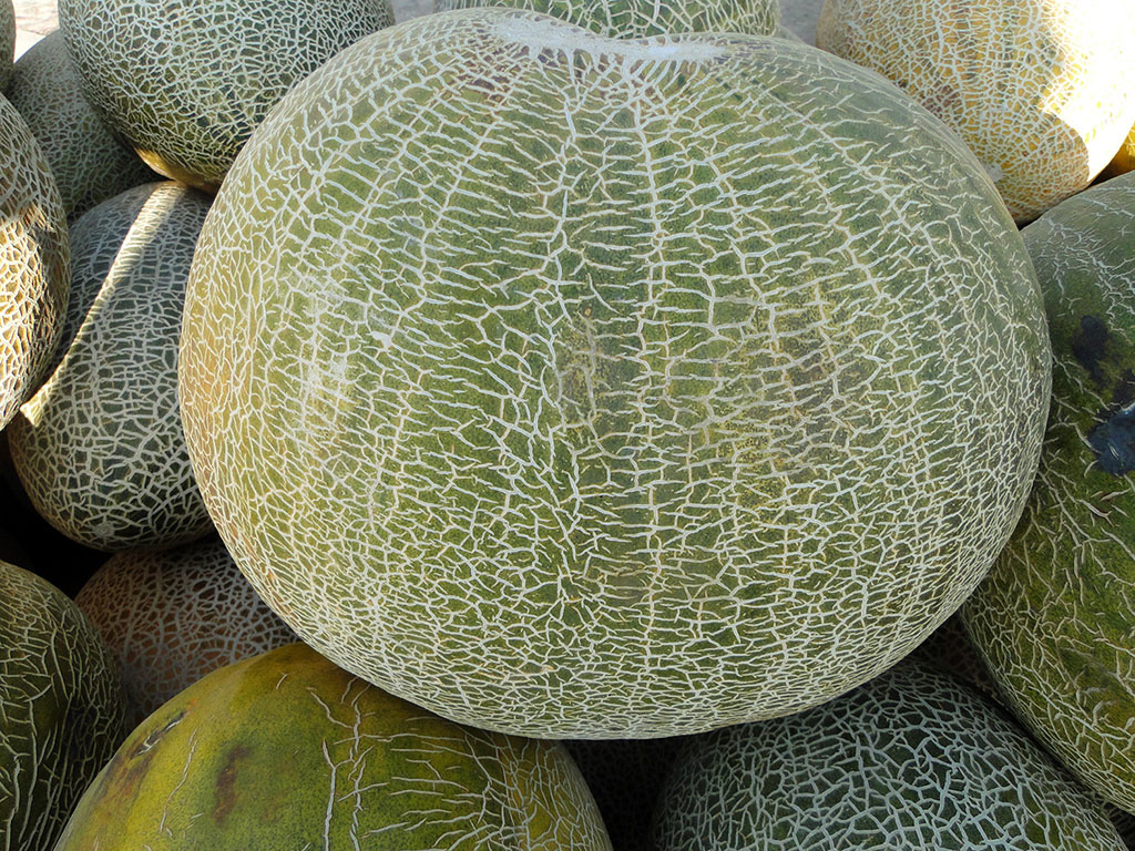 Taste of Turkmen melon is the result of centuries-old selection work