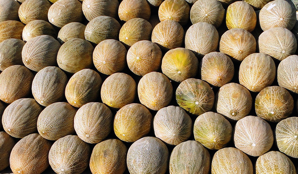 Taste of Turkmen melon is the result of centuries-old selection work