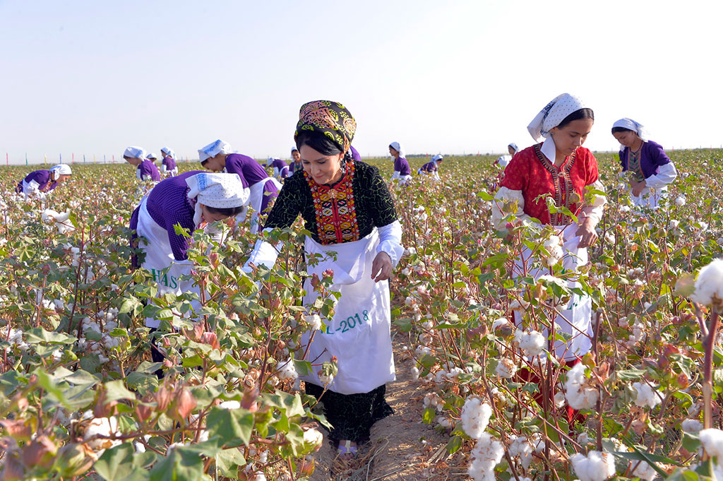 First caravans with cotton yield arrive to reception facilities