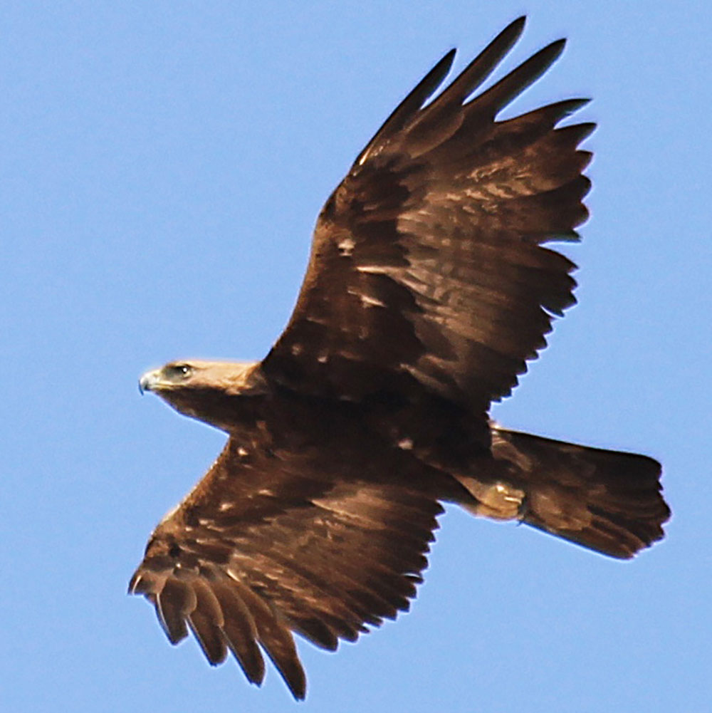 Red book representatives of Turkmen avifauna: golden eagle