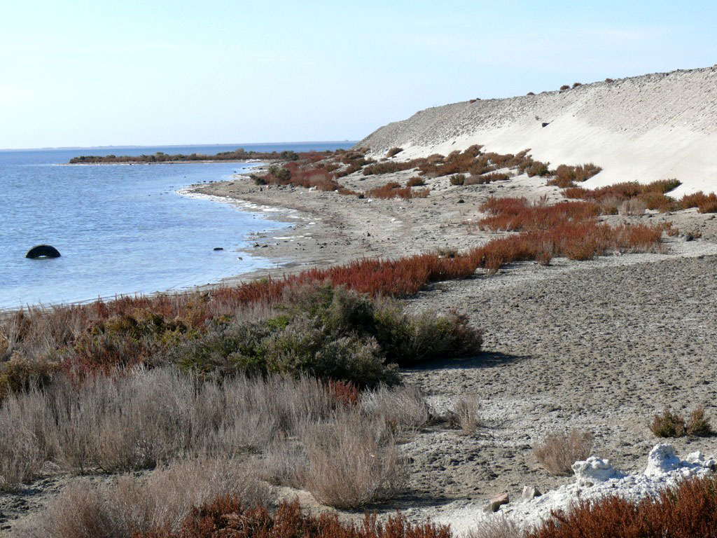 Ecosystem of manmade island in Turkmenbashy Bay develops stably 