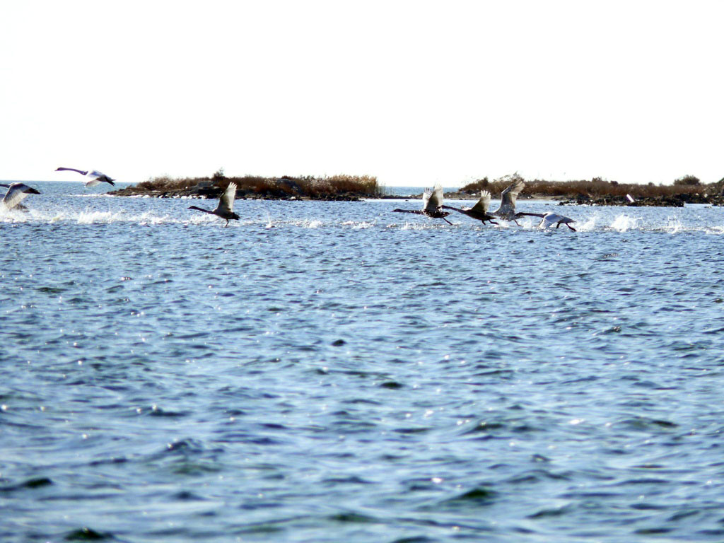 Ecosystem of manmade island in Turkmenbashy Bay develops stably 