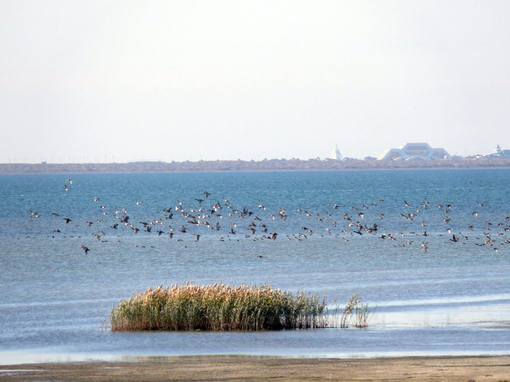 Ecosystem of manmade island in Turkmenbashy Bay develops stably 