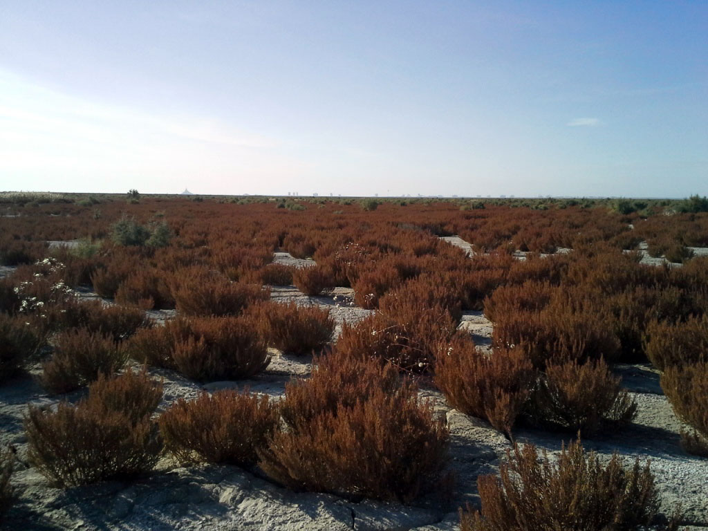 Ecosystem of manmade island in Turkmenbashy Bay develops stably 