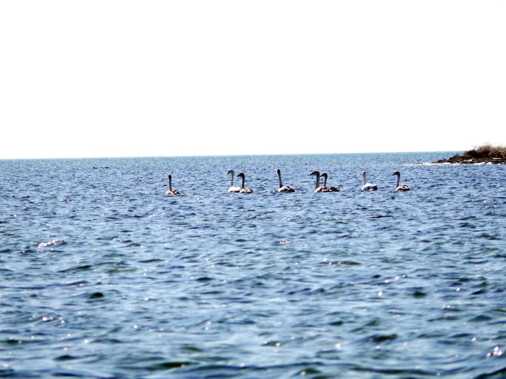 Ecosystem of manmade island in Turkmenbashy Bay develops stably 