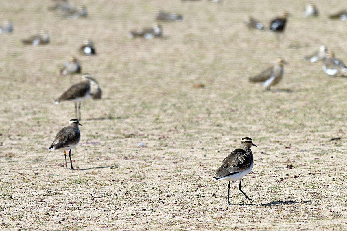 The object of ornithological monitoring - black-sided lapwing Maysa stays in Turkmenistan