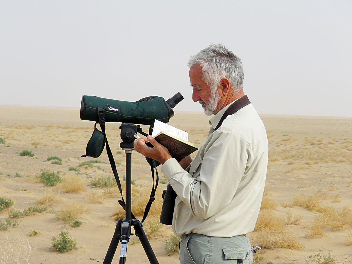 The object of ornithological monitoring - black-sided lapwing Maysa stays in Turkmenistan