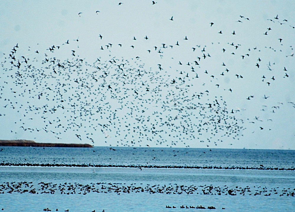 Around half a million birds hibernate in Caspian region