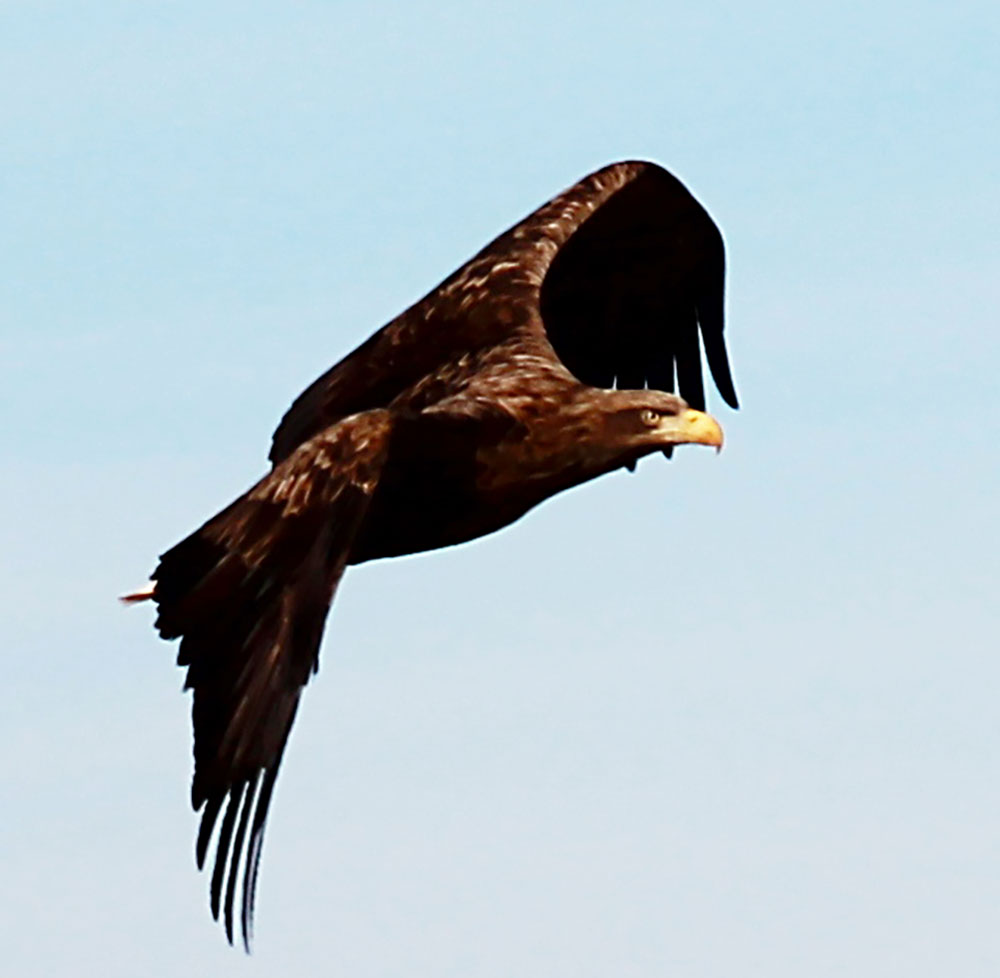 Around half a million birds hibernate in Caspian region