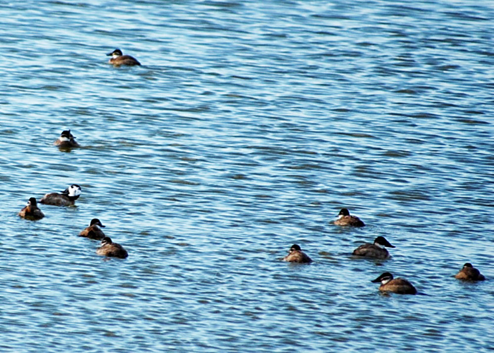 Around half a million birds hibernate in Caspian region