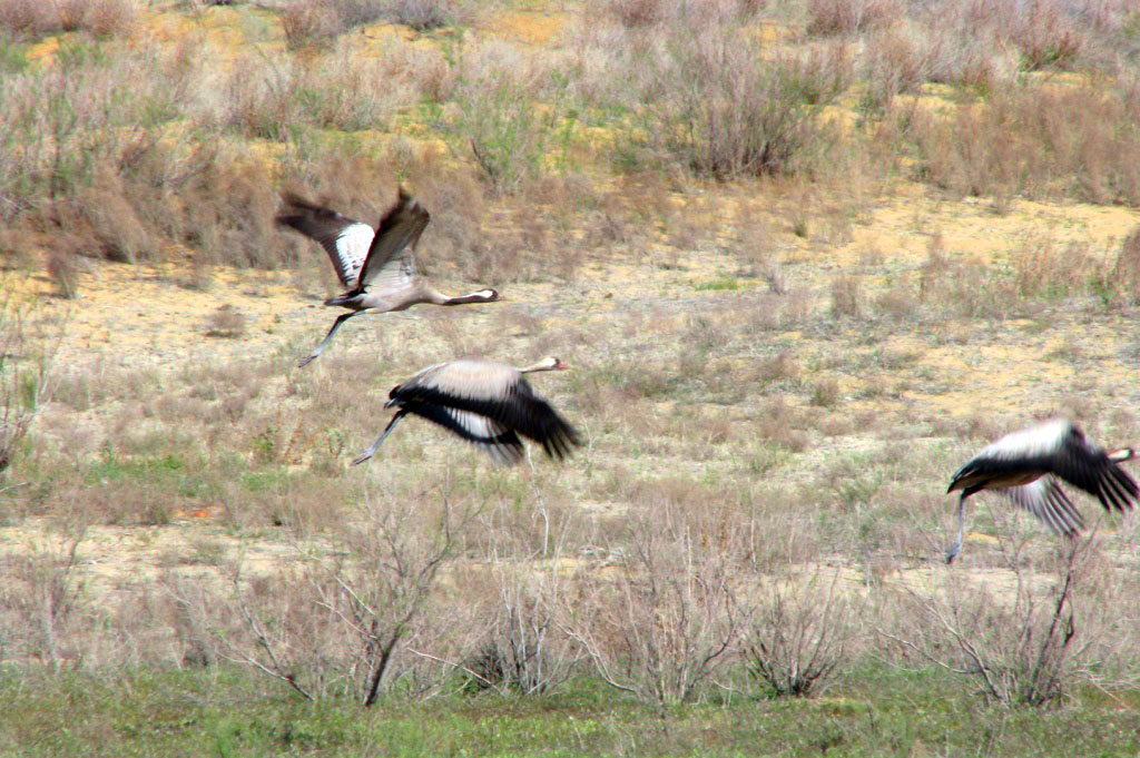 Tallymerjen receives international status of cranes and other wetland birds hibernation 