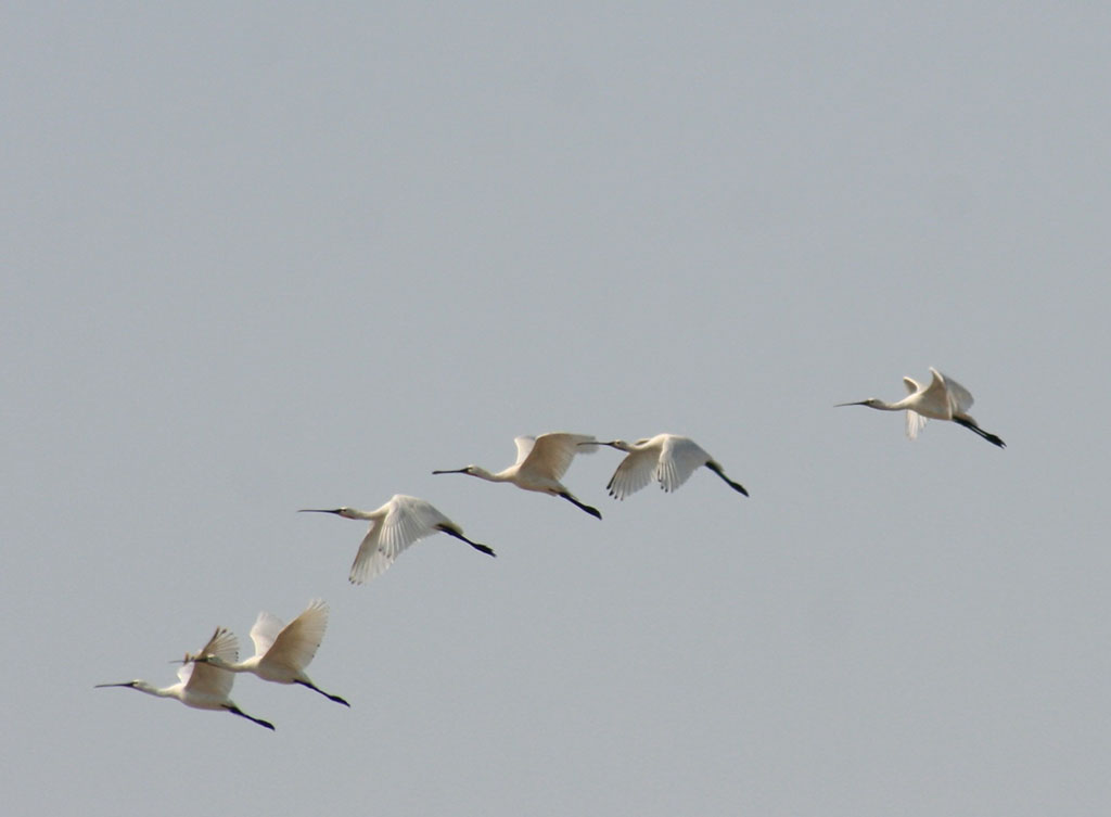 Number of rare birds hibernating in Caspian region grows