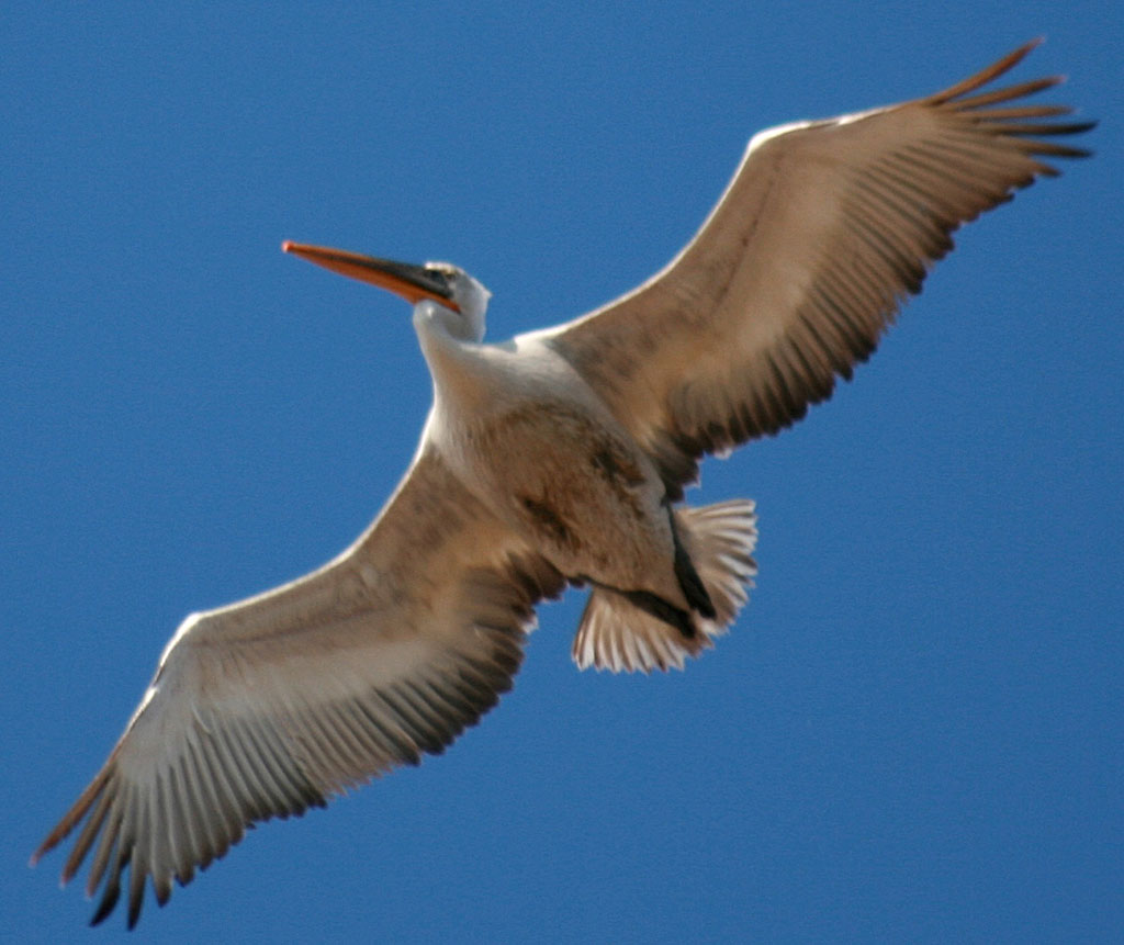 Number of rare birds hibernating in Caspian region grows