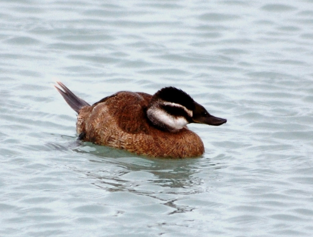 Number of rare birds hibernating in Caspian region grows