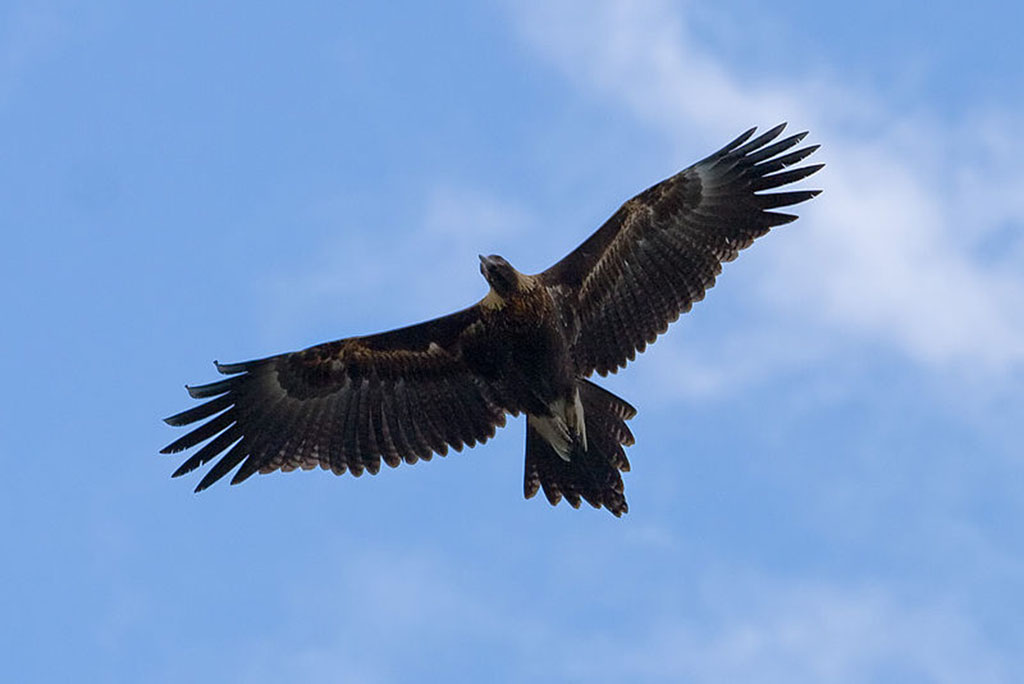 Number of rare birds hibernating in Caspian region grows