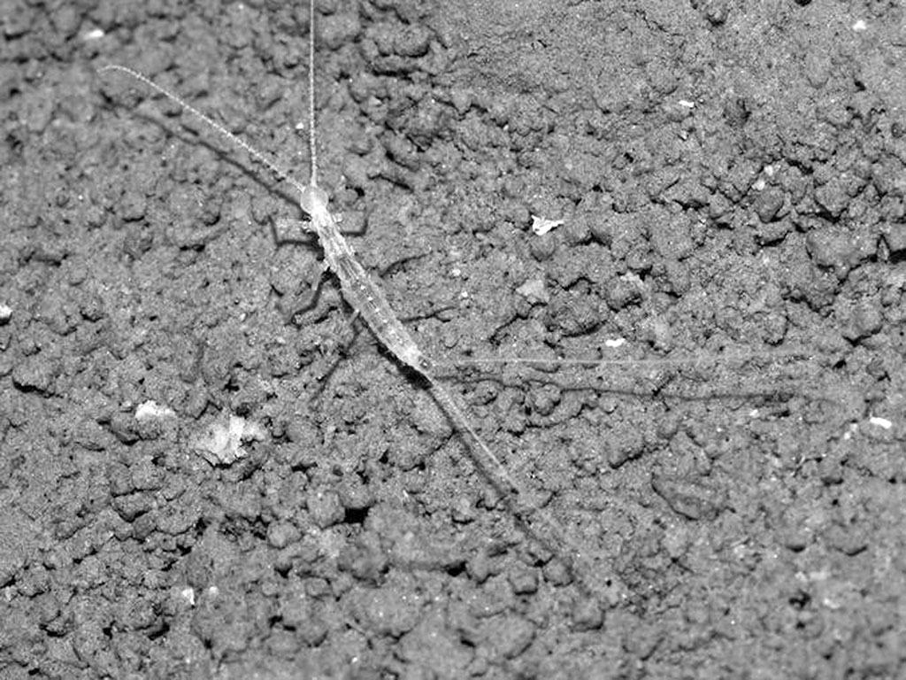 Köýtendagyň ýerasty dünýäsiniň syrlary: Garlyk gowaklarynyň özboluşly haýwanat dünýäsi