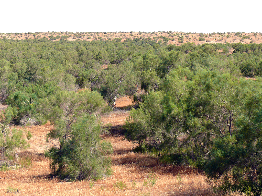Озеленение и лесовосстановление: в контексте сохранения биоразнообразия 