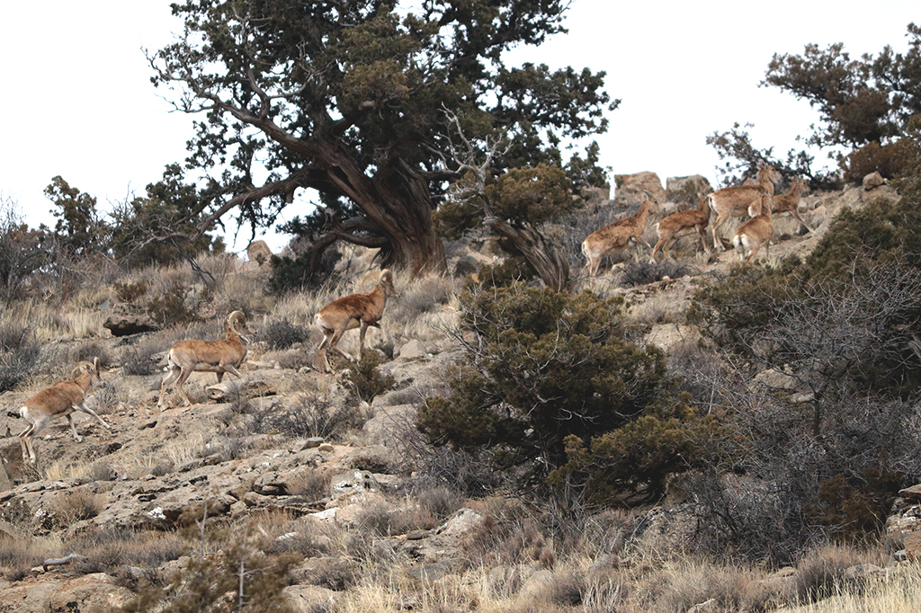 Озеленение и лесовосстановление: в контексте сохранения биоразнообразия 