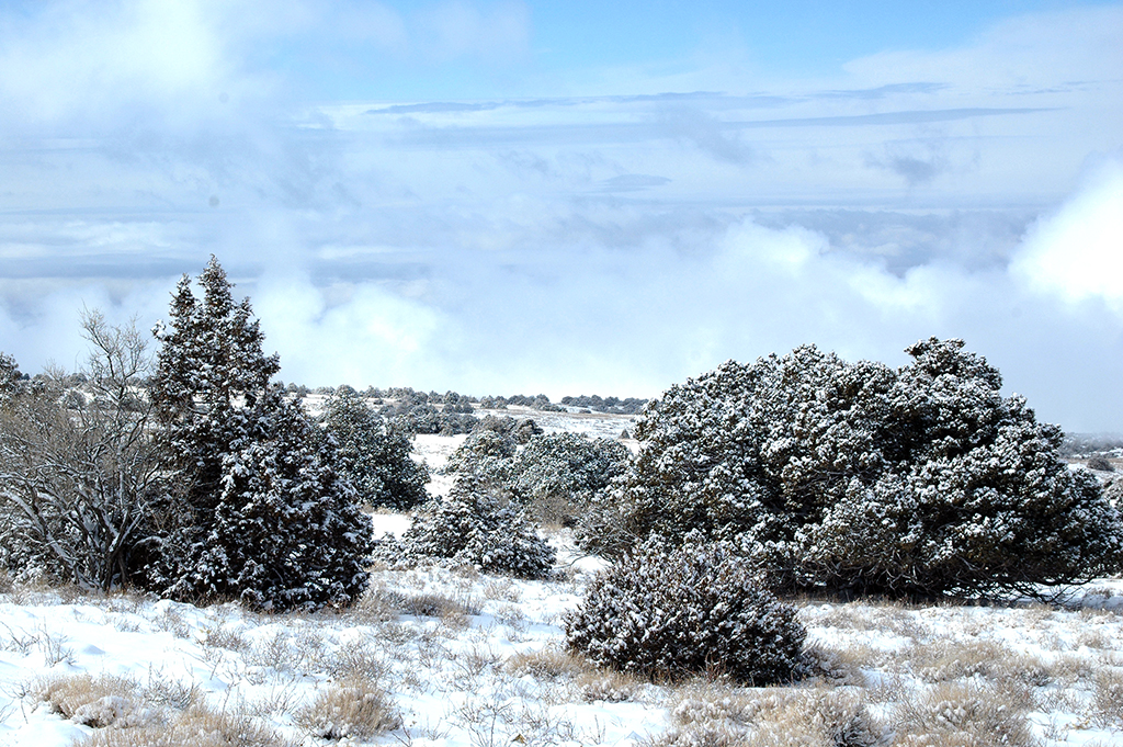Озеленение и лесовосстановление: в контексте сохранения биоразнообразия 